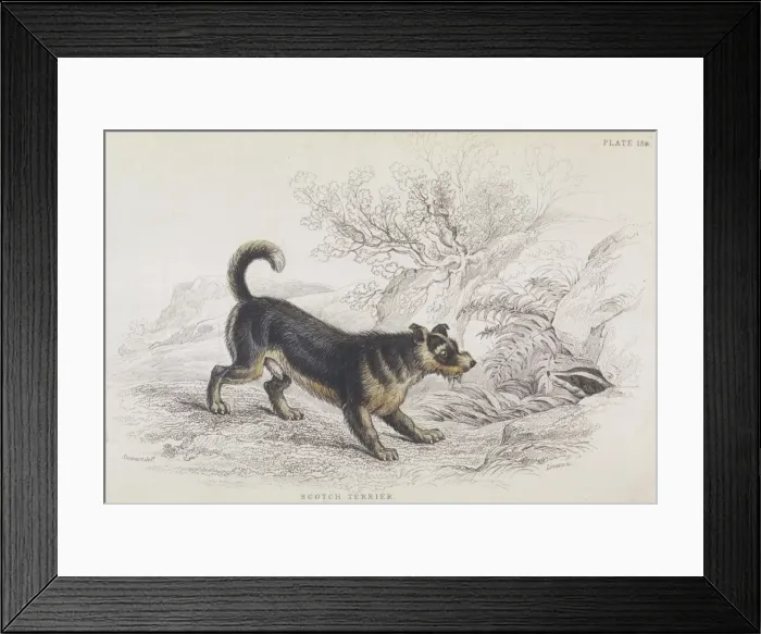 Framed Print : Terrier and Badger Framed Print : Terrier and Badger
