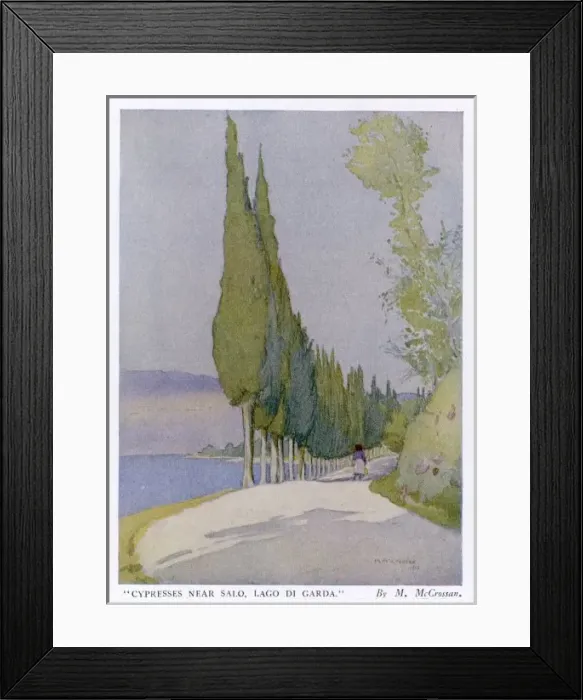 Framed Print : Cypress Trees in Italy Framed Print : Cypress Trees in Italy
