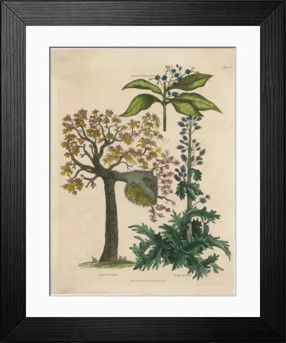 Framed Print : Mimosa, Pepper, Rhubarb Framed Print : Mimosa, Pepper, Rhubarb