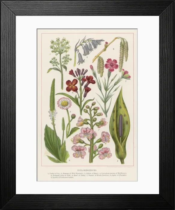 Framed Print : Flowers / Cassell s Framed Print : Flowers / Cassell s