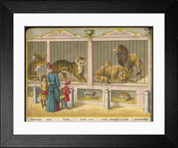 Framed Print : Lions and Tigers Zoo Framed Print : Lions and Tigers Zoo
