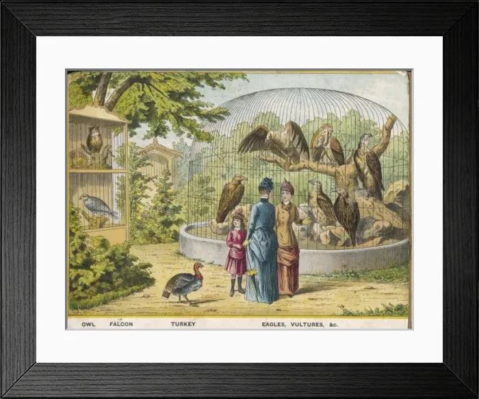 Framed Print : Owls and Falcons Zoo Framed Print : Owls and Falcons Zoo