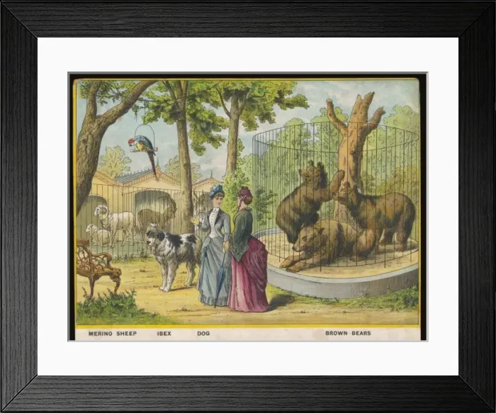 Framed Print : Sheep and Bears Zoo Framed Print : Sheep and Bears Zoo