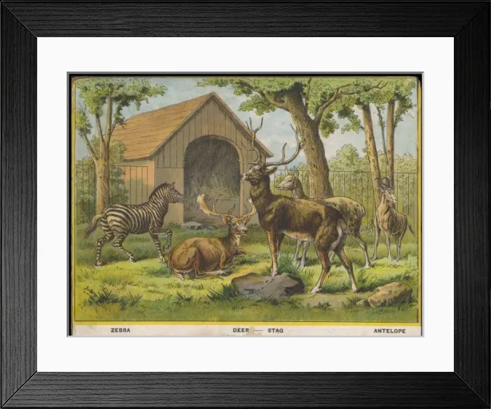 Framed Print : Zebra Deer and Stag Framed Print : Zebra Deer and Stag