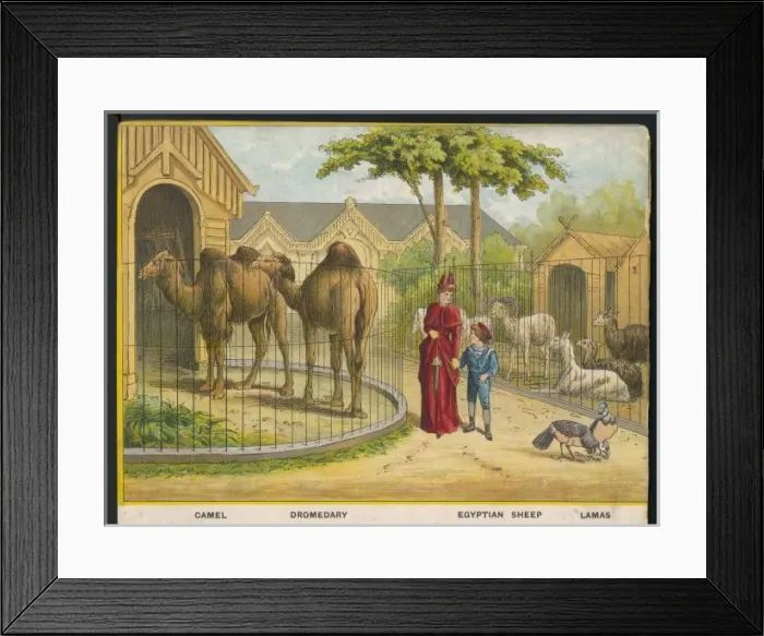 Framed Print : Camels and Lamas Zoo Framed Print : Camels and Lamas Zoo