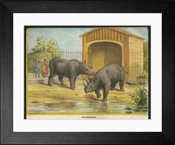 Framed Print : Rhinoceros Zoo Framed Print : Rhinoceros Zoo