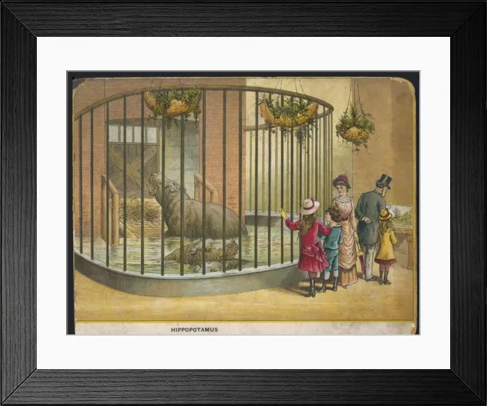 Framed Print : Hippopotamus Zoo Framed Print : Hippopotamus Zoo