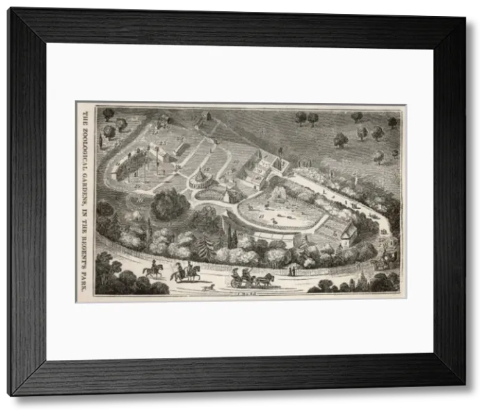 Framed Print : Regents Pk Zoo Aerial Framed Print : Regents Pk Zoo Aerial