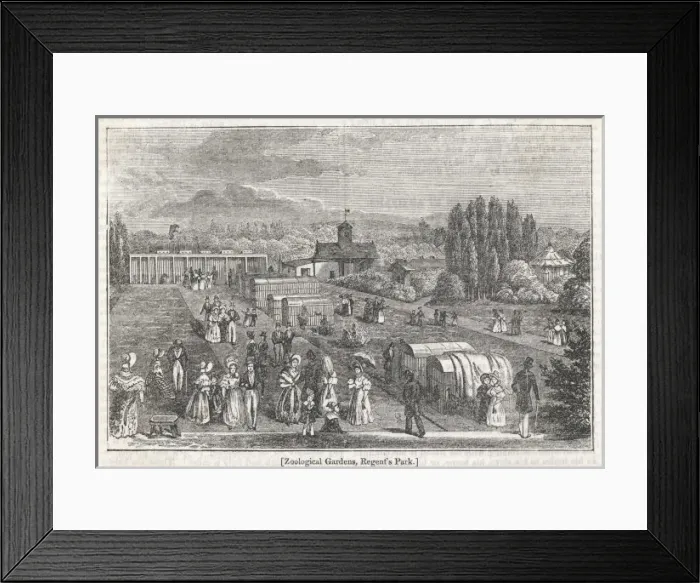 Framed Print : Regents Pk Zoo 1837 Framed Print : Regents Pk Zoo 1837