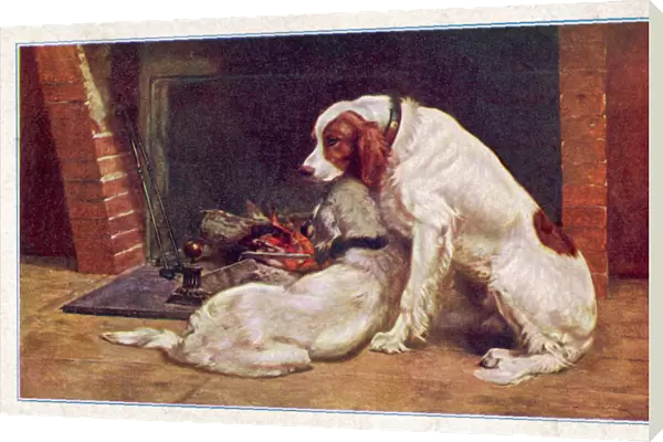 Two Red & White Setters