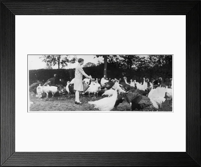 Framed Print : Hand-Reared Turkeys Framed Print : Hand-Reared Turkeys