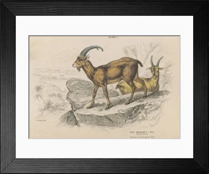 Framed Print : Aegagrus of the Alps Framed Print : Aegagrus of the Alps
