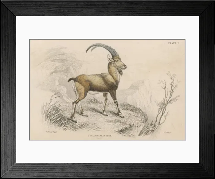 Framed Print : European Ibex Framed Print : European Ibex