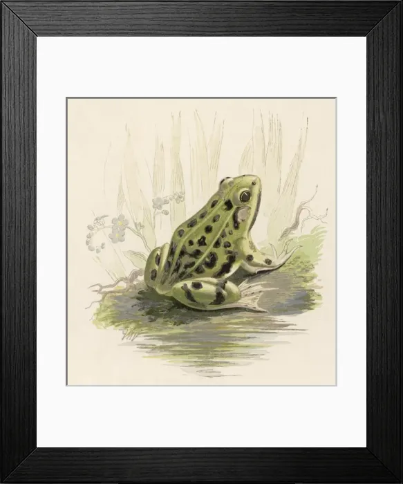 Framed Print : Edible Frog 19C Framed Print : Edible Frog 19C