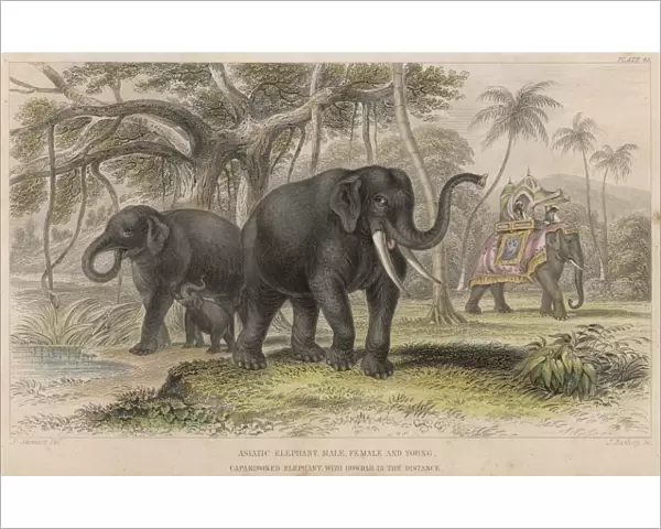 Elephants  /  Howdah 19C