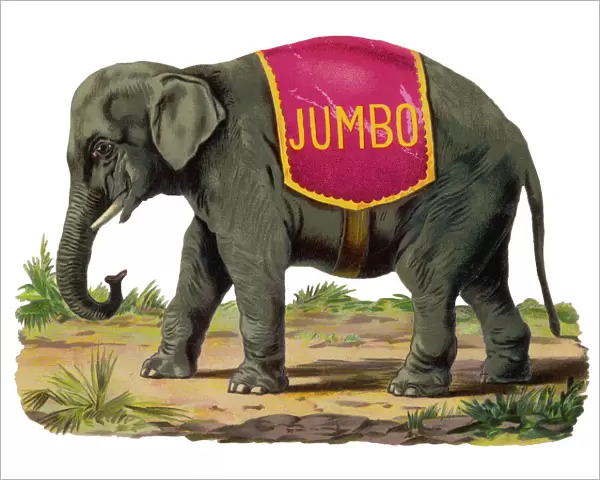Elephant  /  Jumbo Scrap