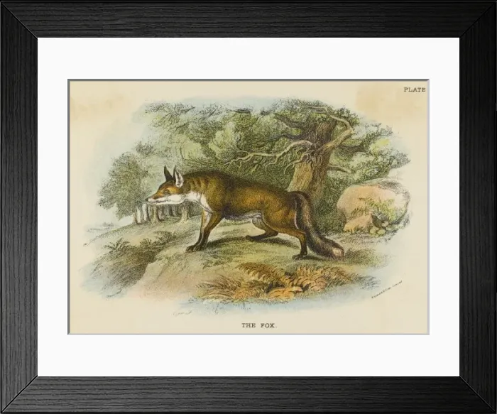 Framed Print : Fox / Stewart 19C Framed Print : Fox / Stewart 19C