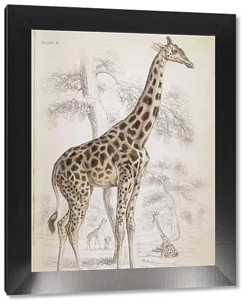 Giraffe  /  Nat Library 1835