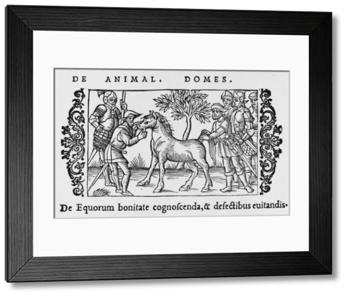 Framed Print : Horse / Checking Mouth Framed Print : Horse / Checking Mouth
