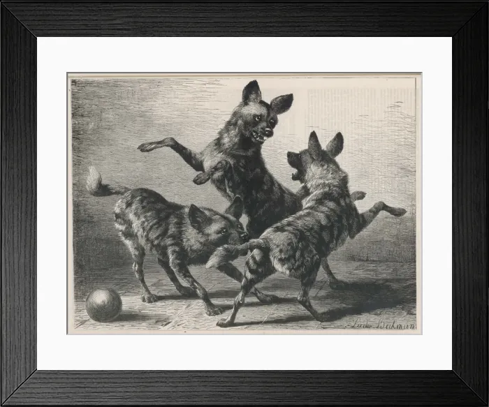 Framed Print : Jackals Playing 1879 Framed Print : Jackals Playing 1879