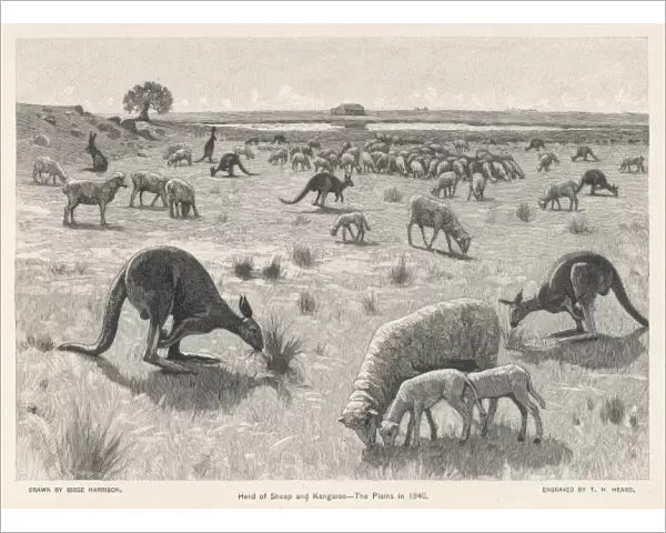 Kangaroos & Sheep 1840