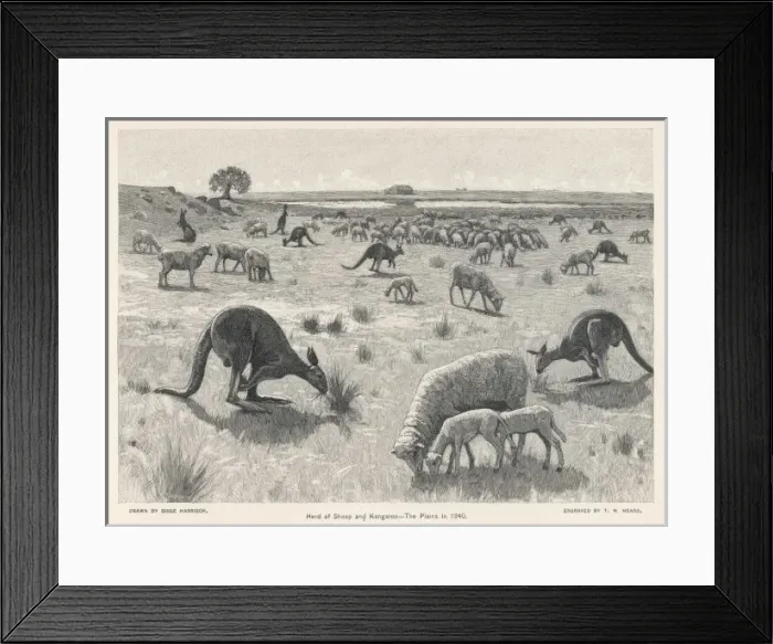 Framed Print : Kangaroos & Sheep 1840 Framed Print : Kangaroos & Sheep 1840