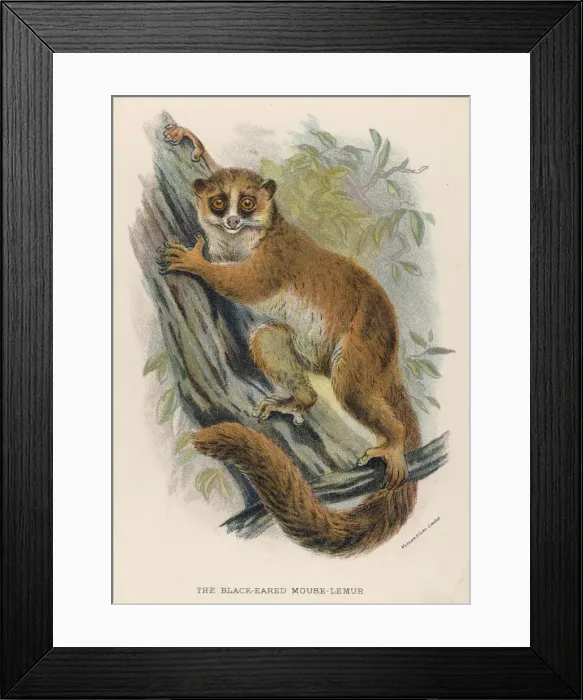 Framed Print : Lemur Black-Eared 19C Framed Print : Lemur Black-Eared 19C