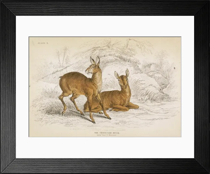 Framed Print : Deer / Musk Tibetan 1835 Framed Print : Deer / Musk Tibetan 1835