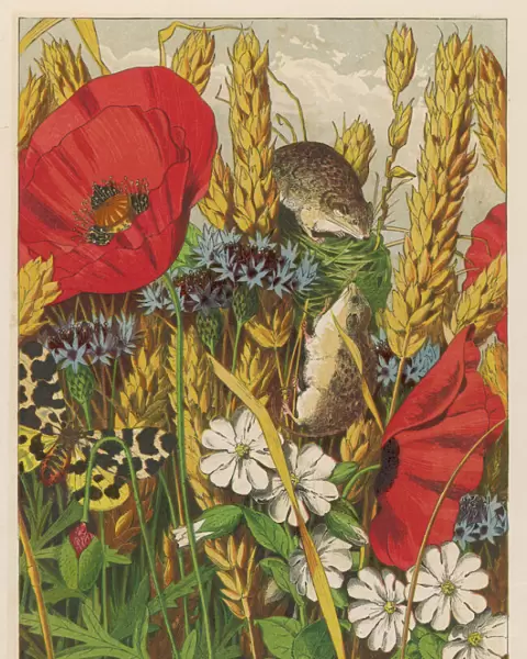 Harvest Mice 1869