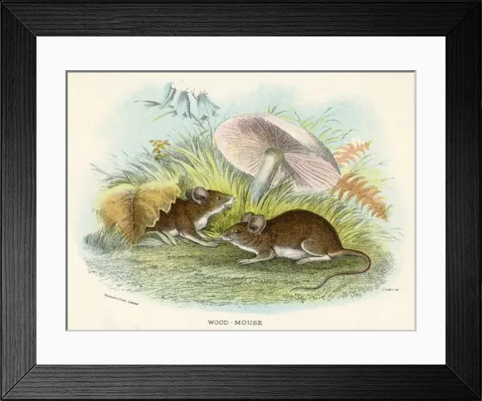 Framed Print : Wood Mice Mushroom 19C Framed Print : Wood Mice Mushroom 19C