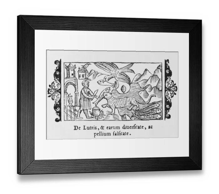 Framed Print : Otter, Fish & Man 1555 Framed Print : Otter, Fish & Man 1555