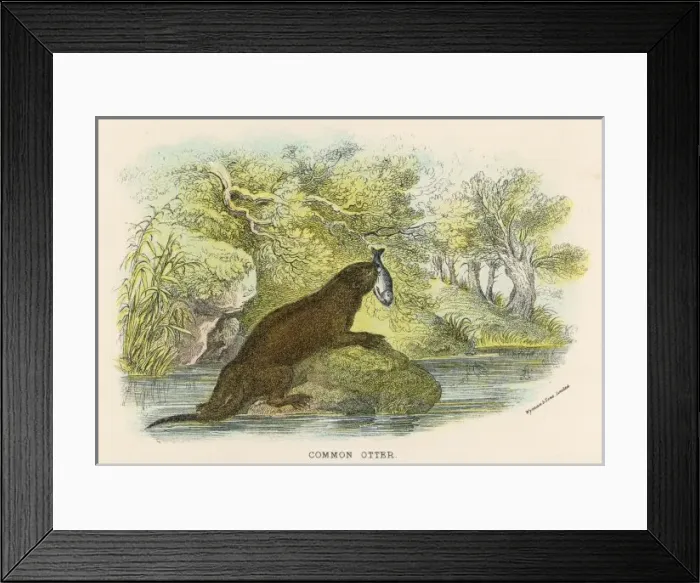 Framed Print : Otter & Fish C1840 Framed Print : Otter & Fish C1840