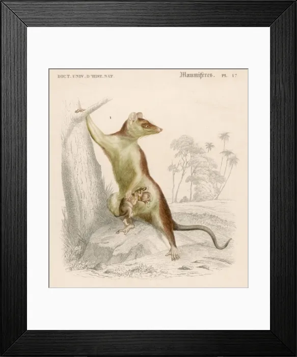 Framed Print : Opossum Didelphis 19C Framed Print : Opossum Didelphis 19C