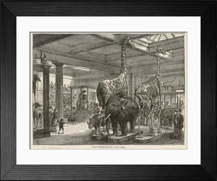 Framed Print : Brit Museum Mammalia Framed Print : Brit Museum Mammalia