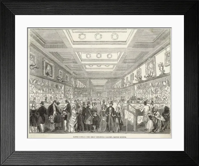 Framed Print : Brit Museum Zoo Gallery Framed Print : Brit Museum Zoo Gallery