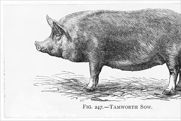 Pig  /  Tamworth Sow 19C