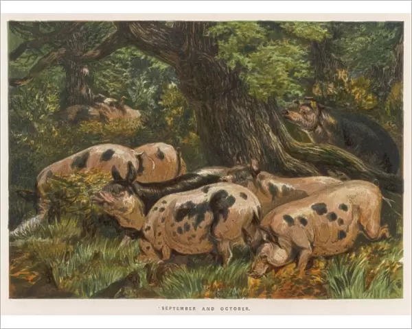 Pigs in Wood 1862