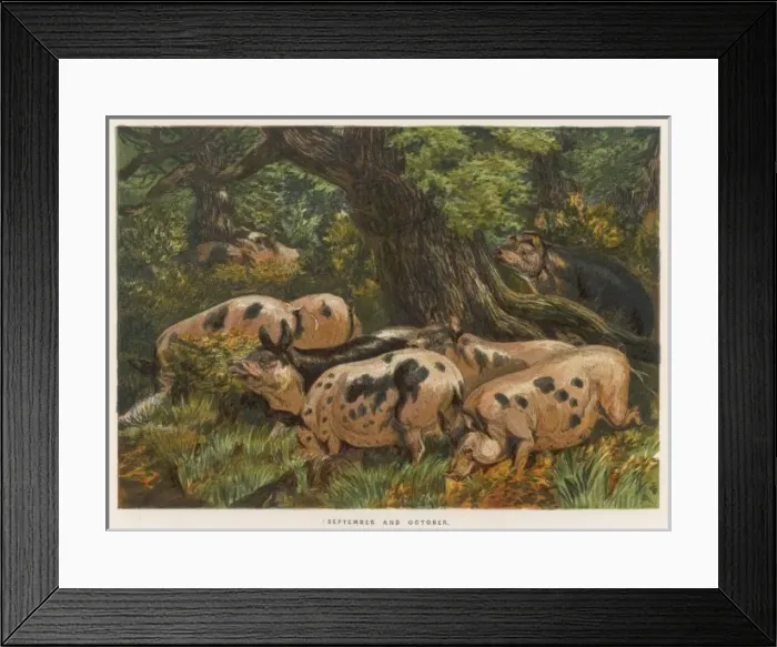 Framed Print : Pigs in Wood 1862 Framed Print : Pigs in Wood 1862