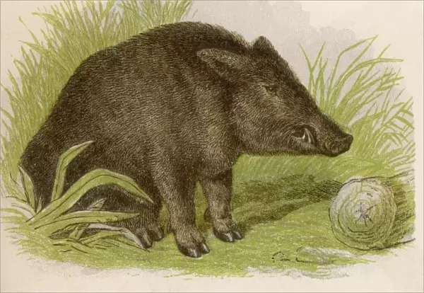 Pig  /  Wild Boar C1880