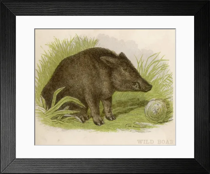 Framed Print : Pig / Wild Boar C1880 Framed Print : Pig / Wild Boar C1880