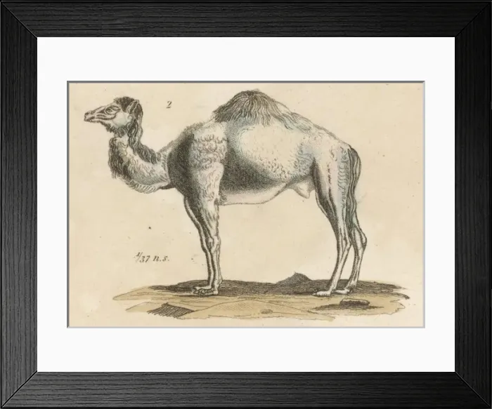 Framed Print : Dromedary Camel C1815 Framed Print : Dromedary Camel C1815