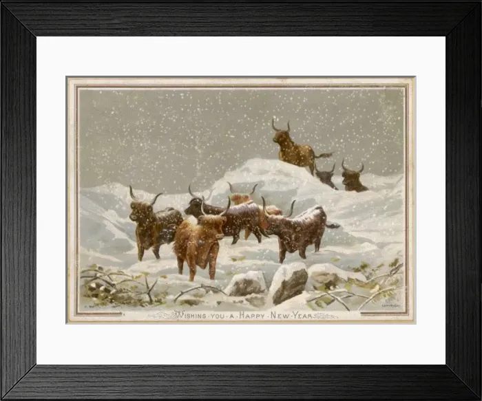 Framed Print : Highland Cattle Winter Framed Print : Highland Cattle Winter