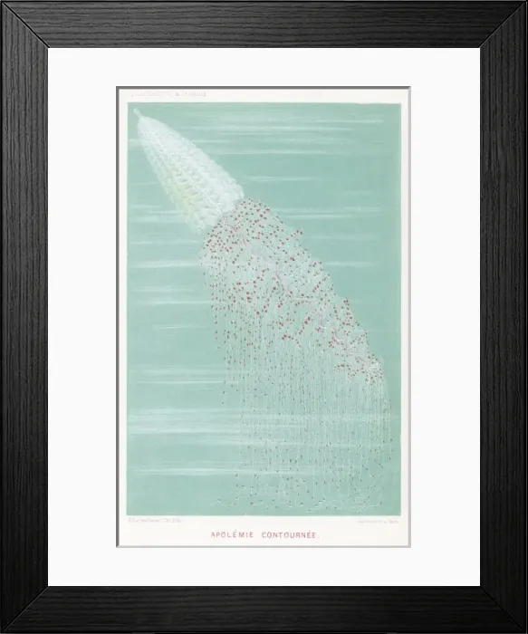 Framed Print : Marine Life / Jellyfish Framed Print : Marine Life / Jellyfish