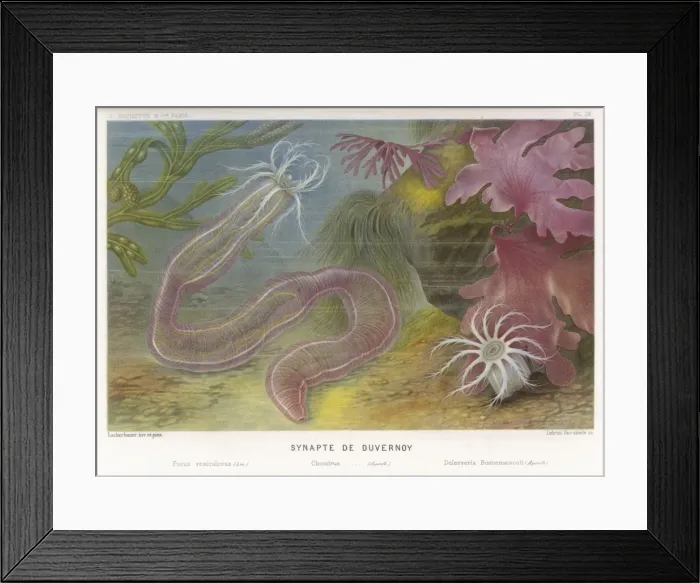 Framed Print : Marine Life / Synapte Framed Print : Marine Life / Synapte