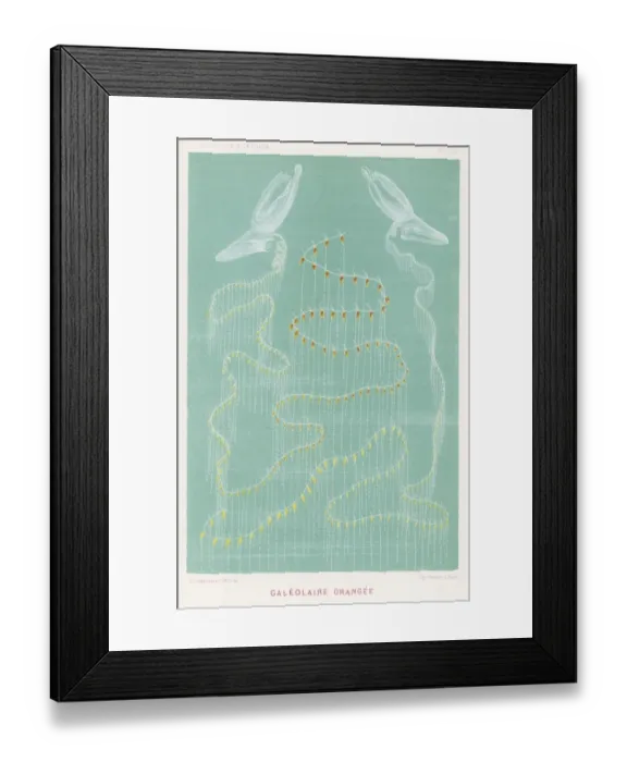Framed Print : Marine Life / Galeolaria Framed Print : Marine Life / Galeolaria