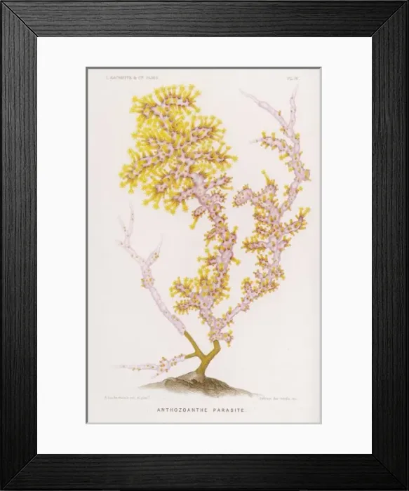 Framed Print : Marine Life / Coral 1865 Framed Print : Marine Life / Coral 1865