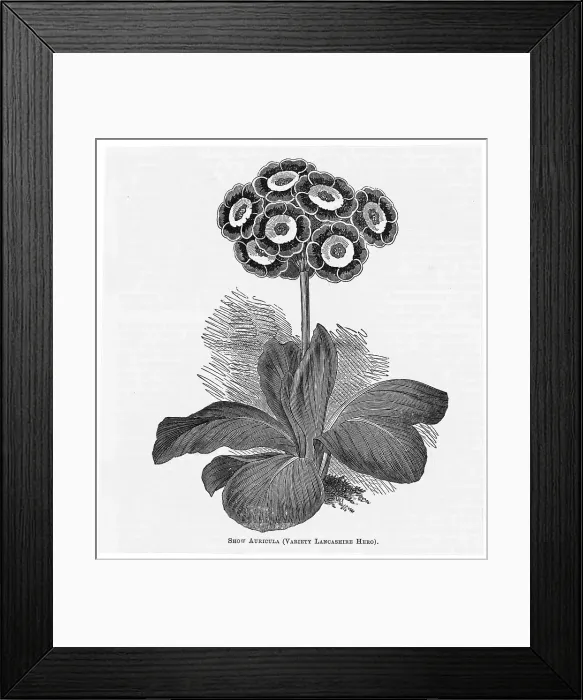 Framed Print : Auricula Lancashire Hero Framed Print : Auricula Lancashire Hero