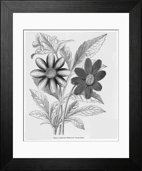 Framed Print : Single Dahlias Framed Print : Single Dahlias