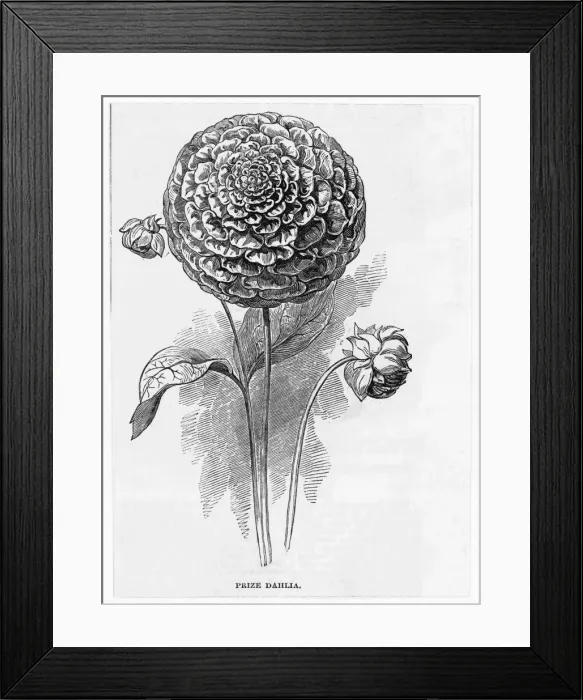 Framed Print : DAHLIA. Prize Dahlia Framed Print : DAHLIA. Prize Dahlia