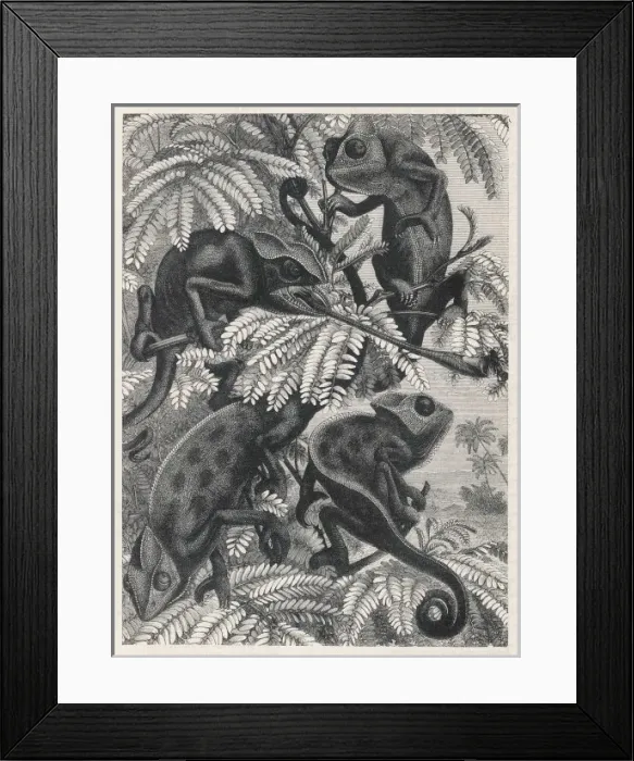 Framed Print : Chameleons in Foliage Framed Print : Chameleons in Foliage